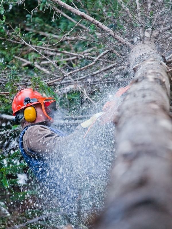 Emergency tree removals Secret Harbour Emergency tree removals Secret Harbour