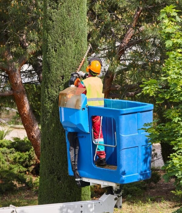 Specialised tree lopping Secret Harbour Specialised tree lopping Secret Harbour