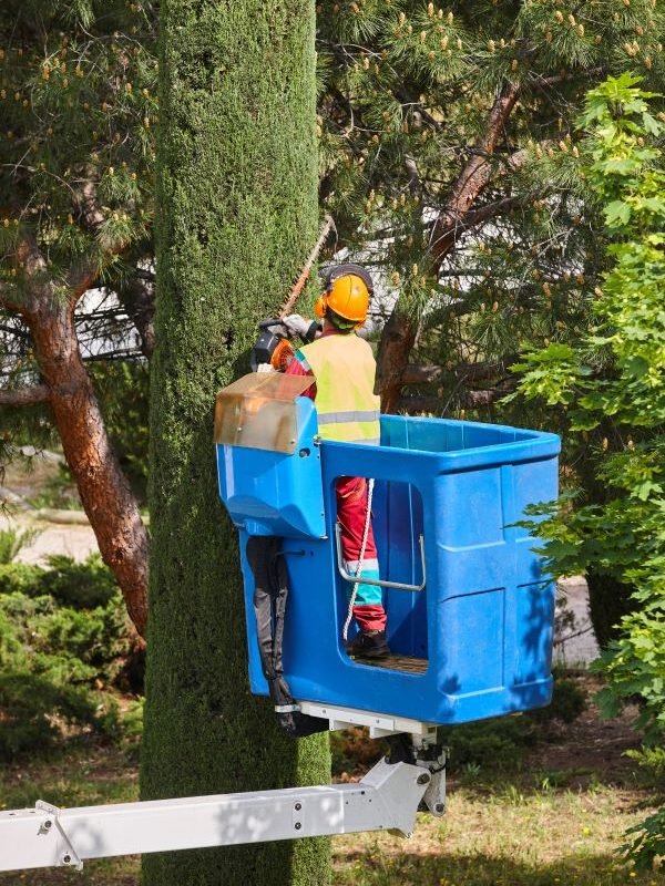 Specialised tree lopping Secret Harbour Specialised tree lopping Secret Harbour